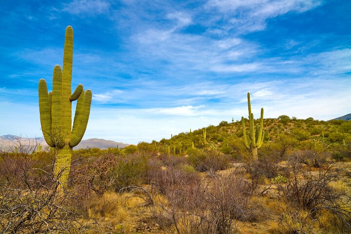 Saguaro NP and Mt. Lemmon Self Guided Driving Audio Tour Bundle - Photo 1 of 21